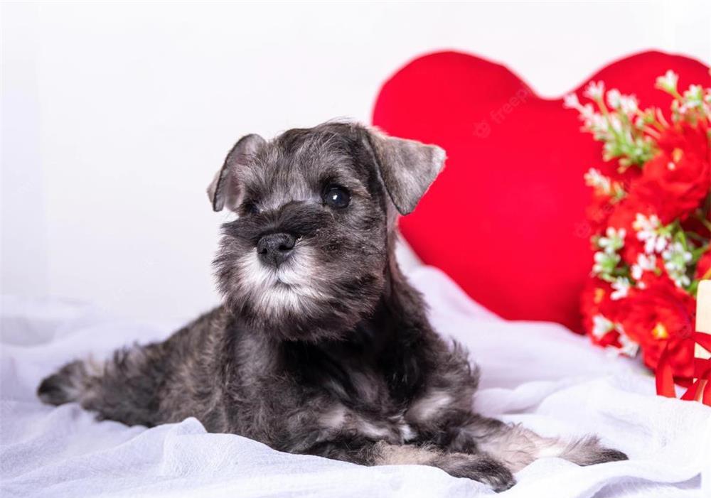 Schnauzer Pitic sare și piper, linie genetică deosebita