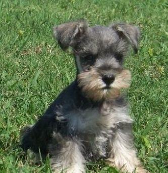 Schnauzer Pitic sare și piper, linie genetică deosebita
