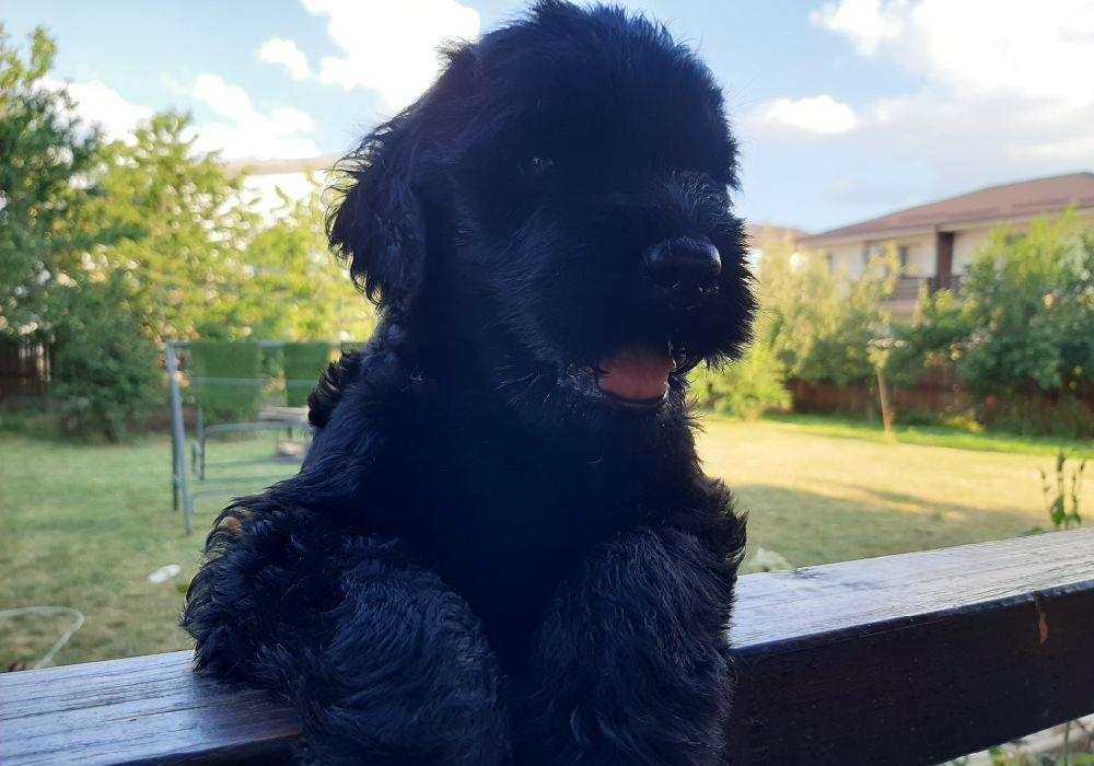 Schnauzer uriaș-căței