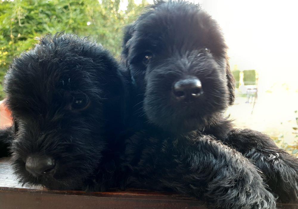 Schnauzer uriaș-căței