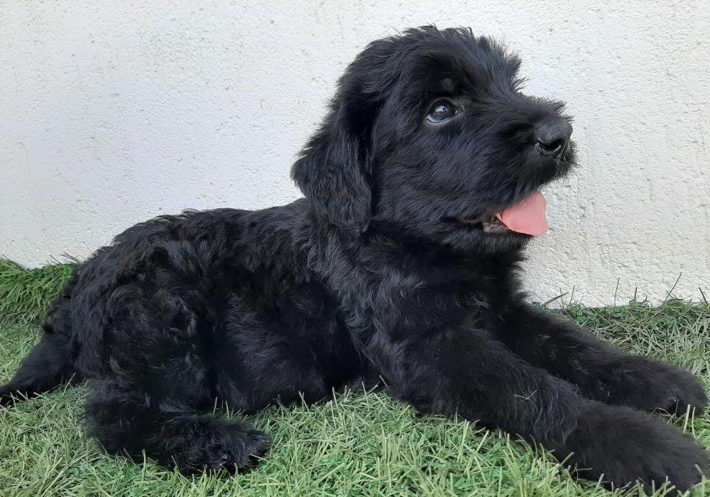 Schnauzer uriaș-căței