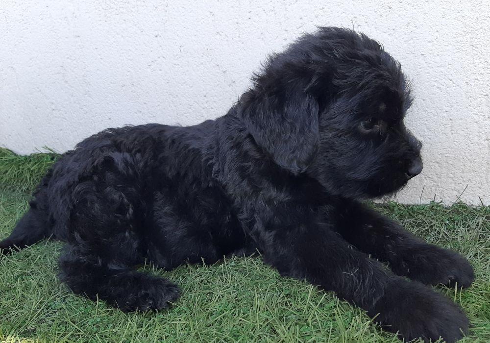 Schnauzer uriaș-căței