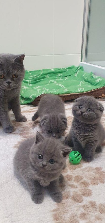 scottish fold!