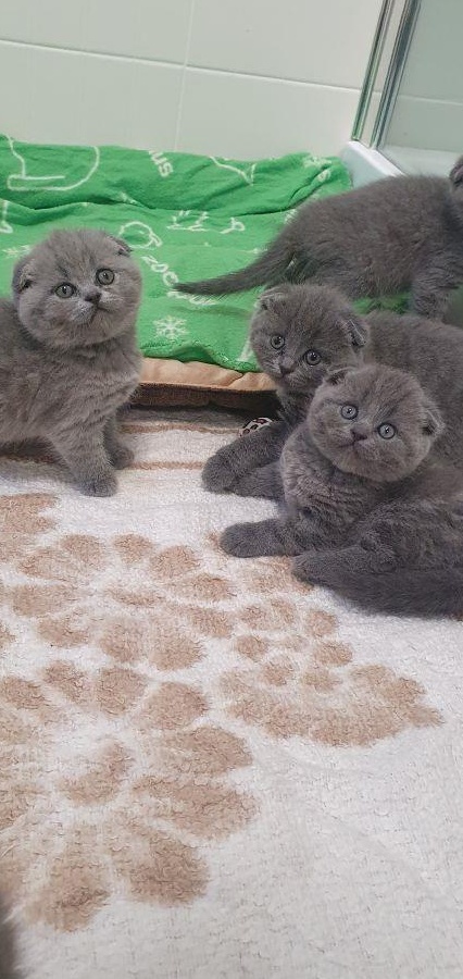 scottish fold!