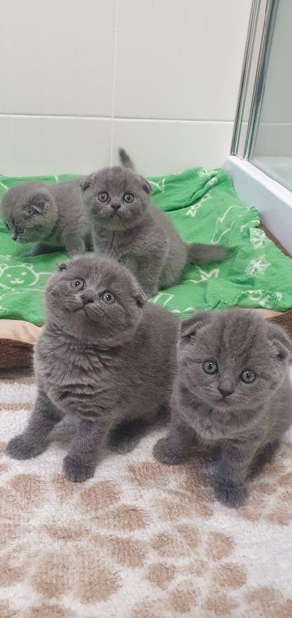 Scottish Fold