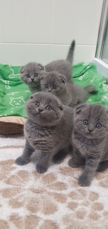 Scottish Fold