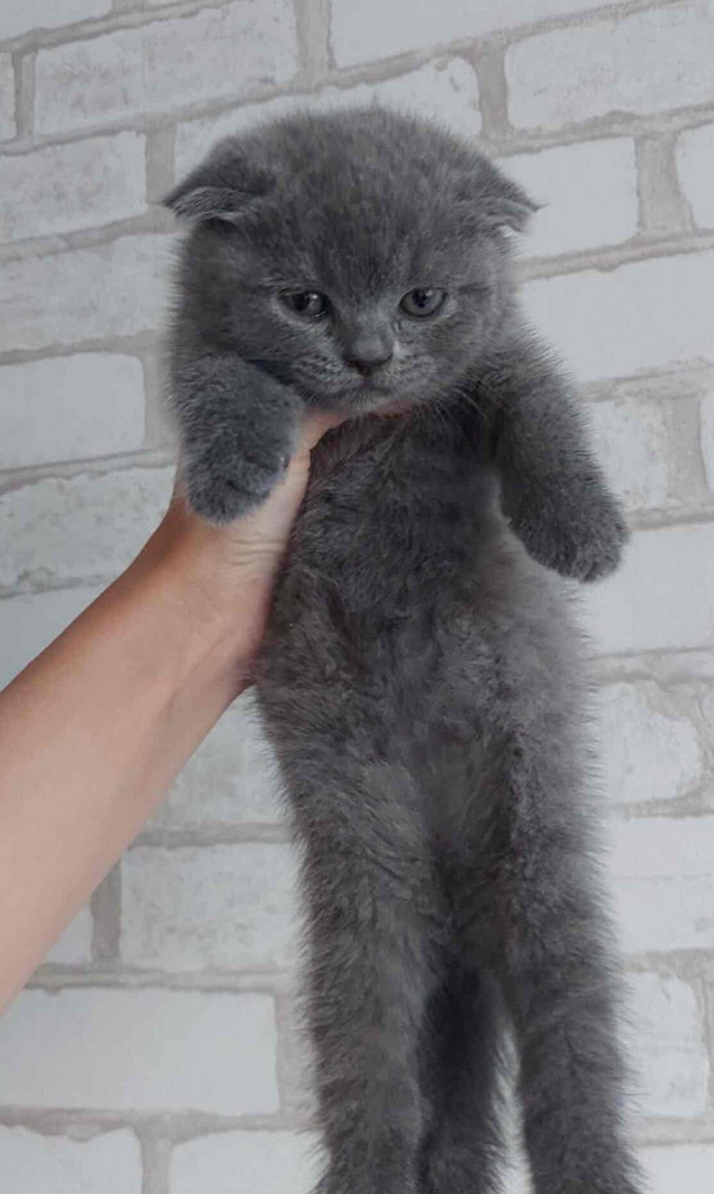 scottish fold blue