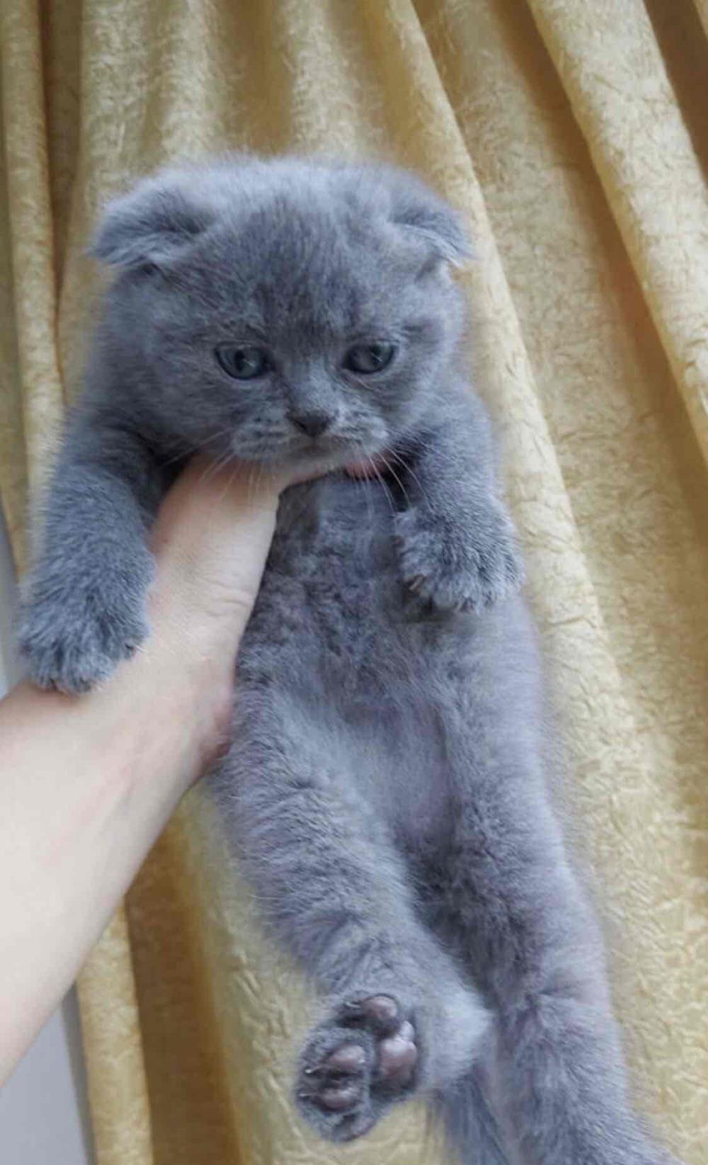 scottish fold blue