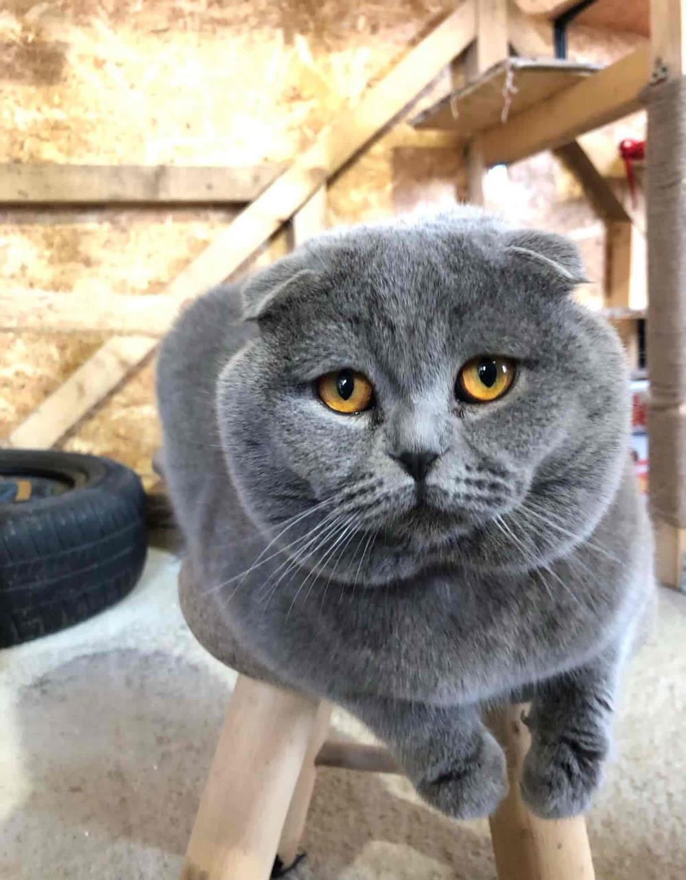 scottish fold blue