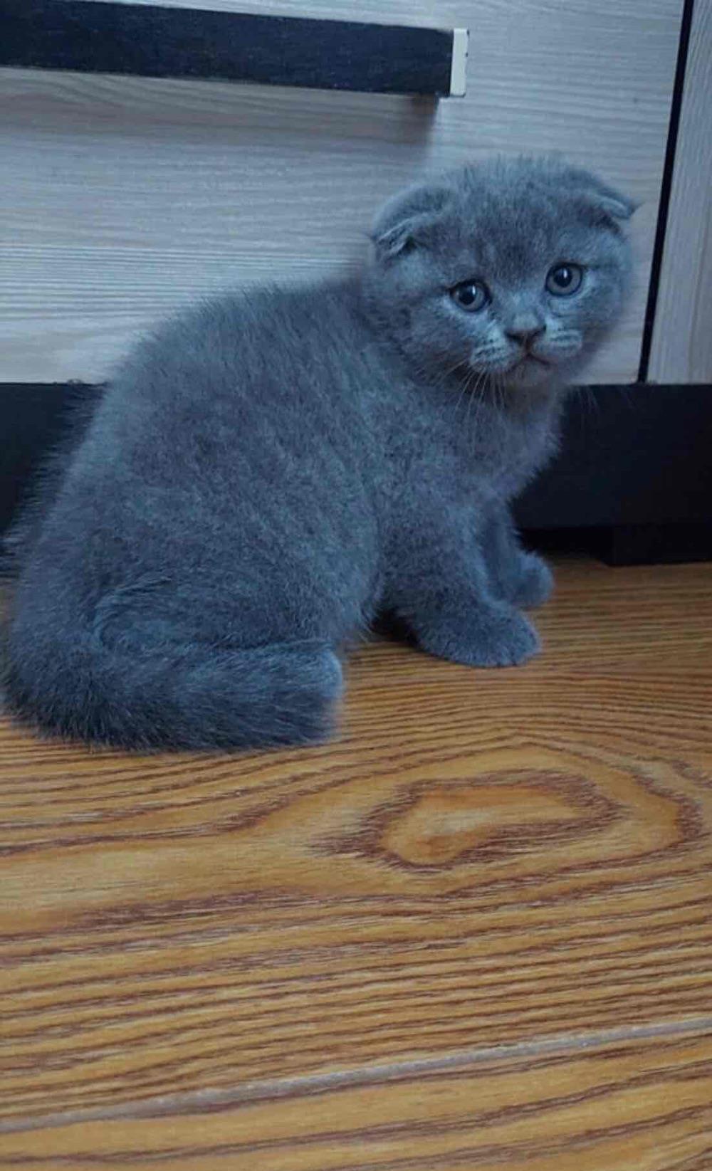 Scottish fold blue