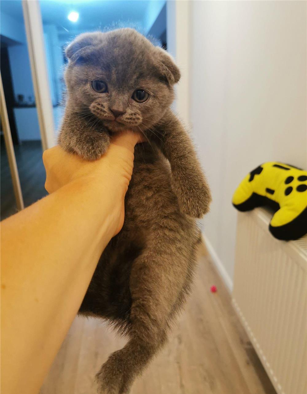 Scottish fold blue  baietel Bucuresti