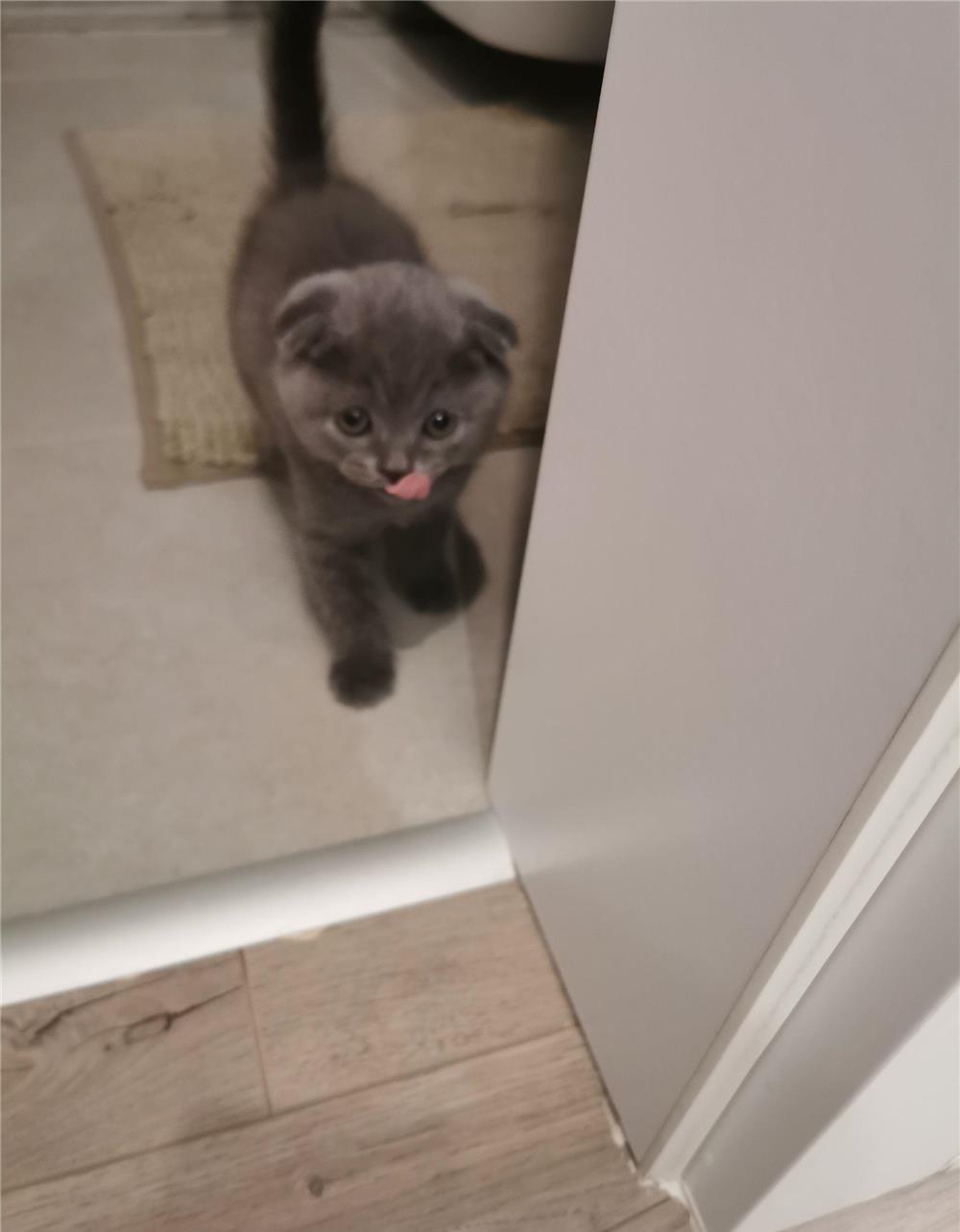 Scottish fold blue  baietel Bucuresti