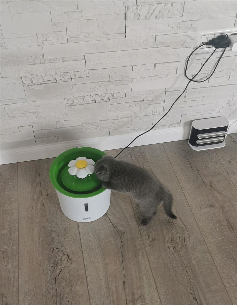 Scottish fold blue  baietel Bucuresti