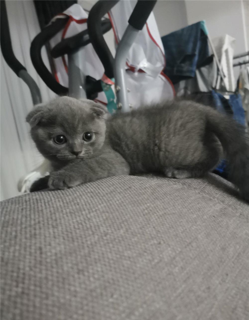 Scottish fold blue  baietel Bucuresti