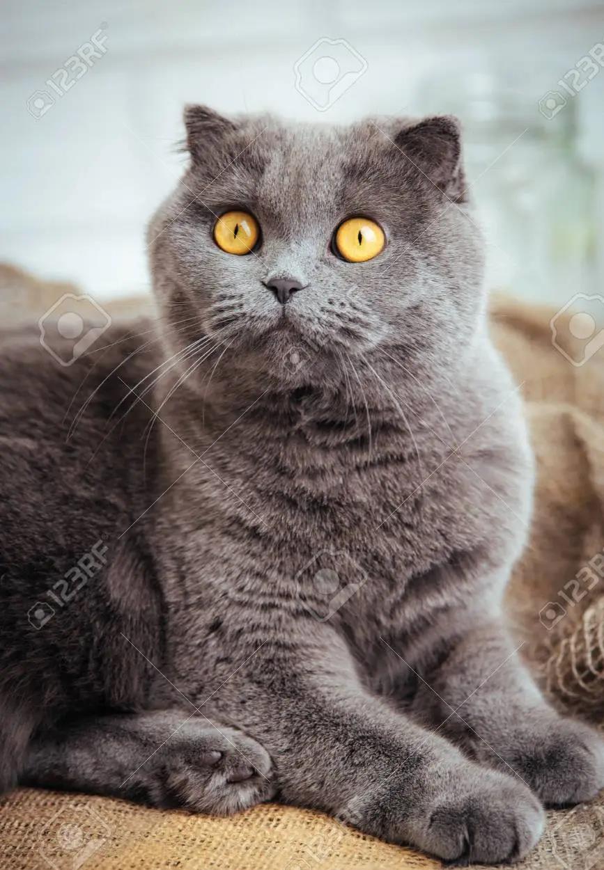 scottish fold blue crem