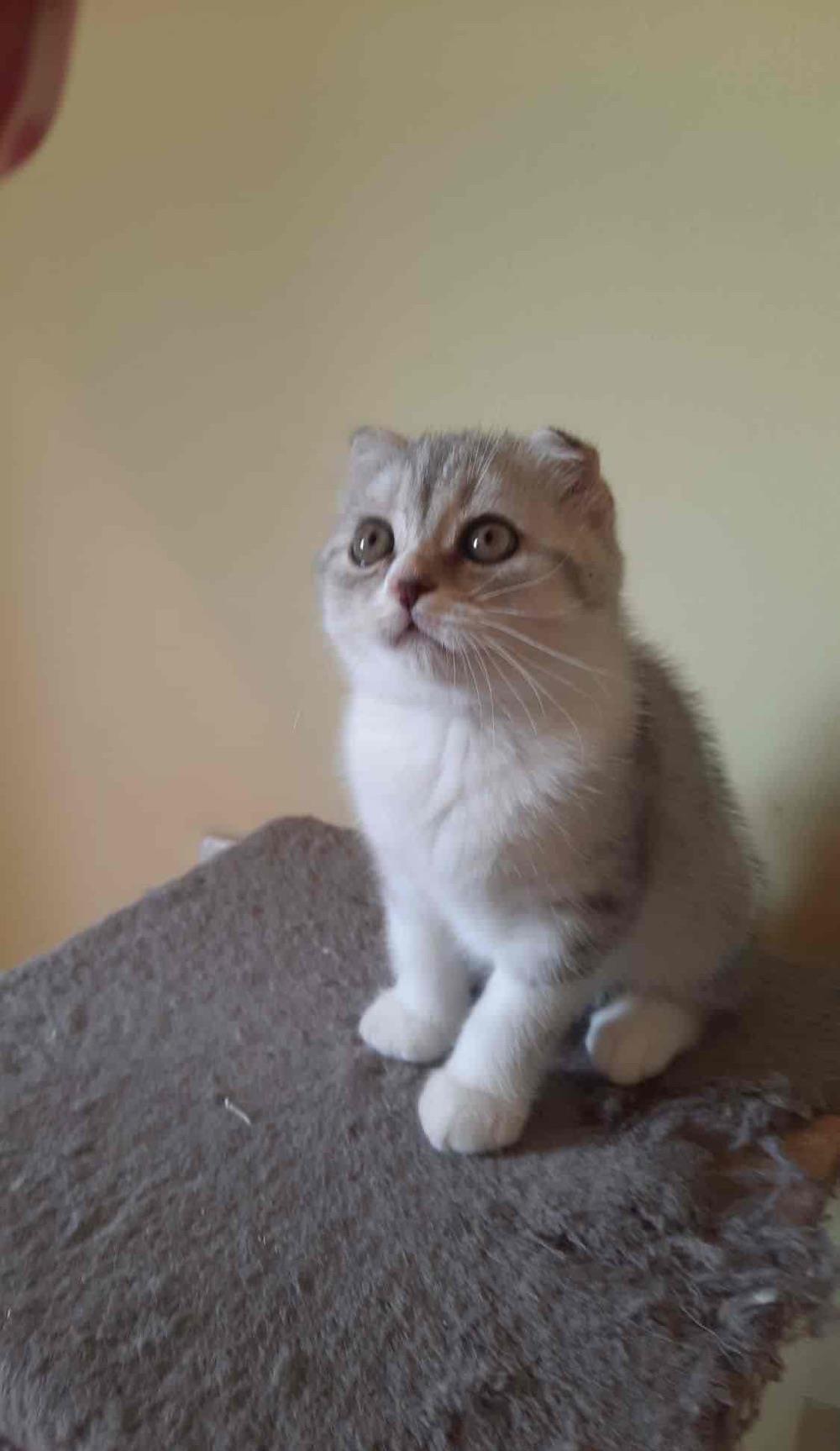 Scottish fold chinchilla