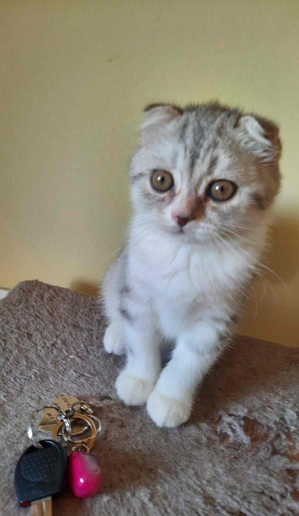 Scottish fold chinchilla