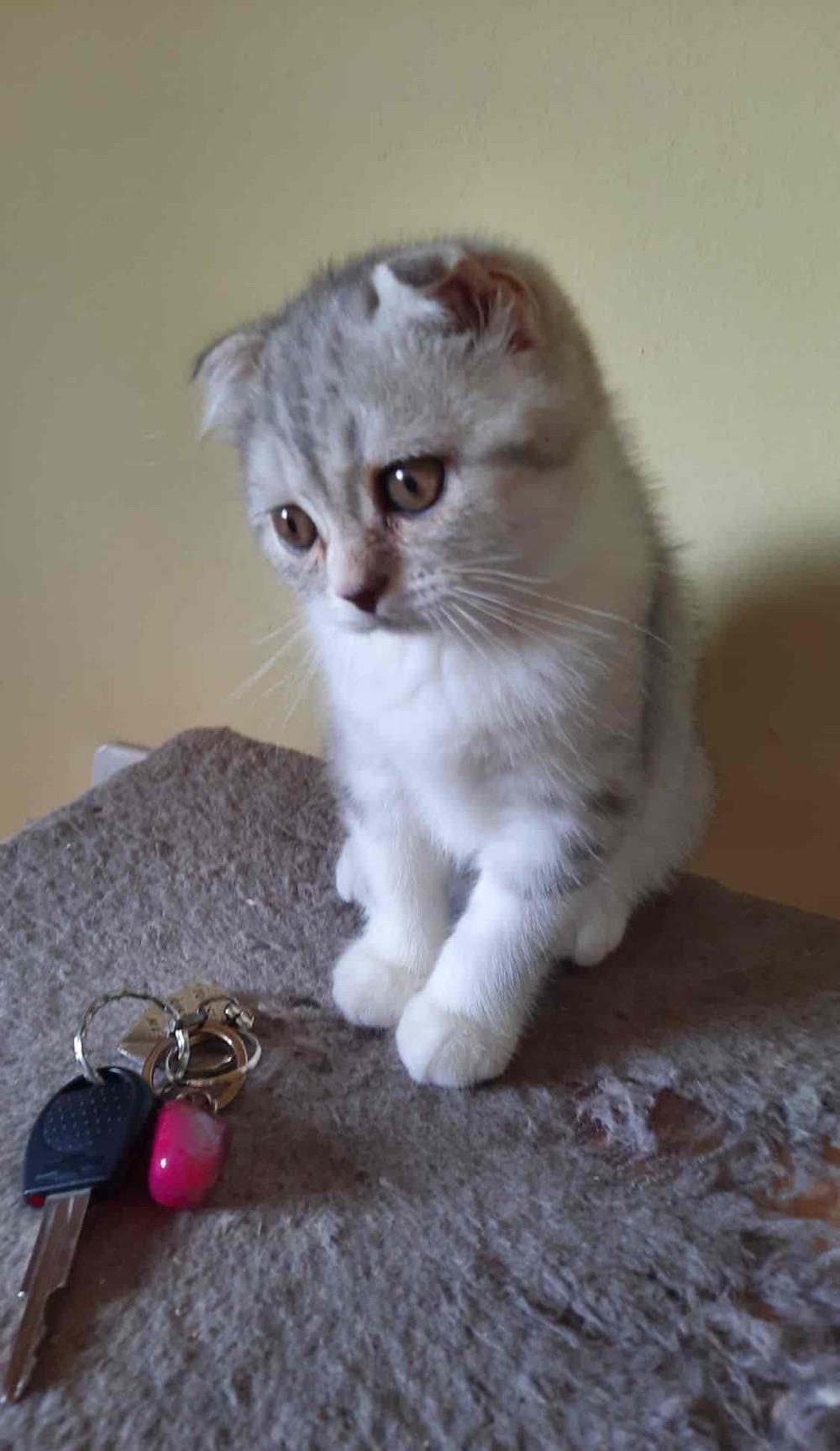 Scottish fold chinchilla