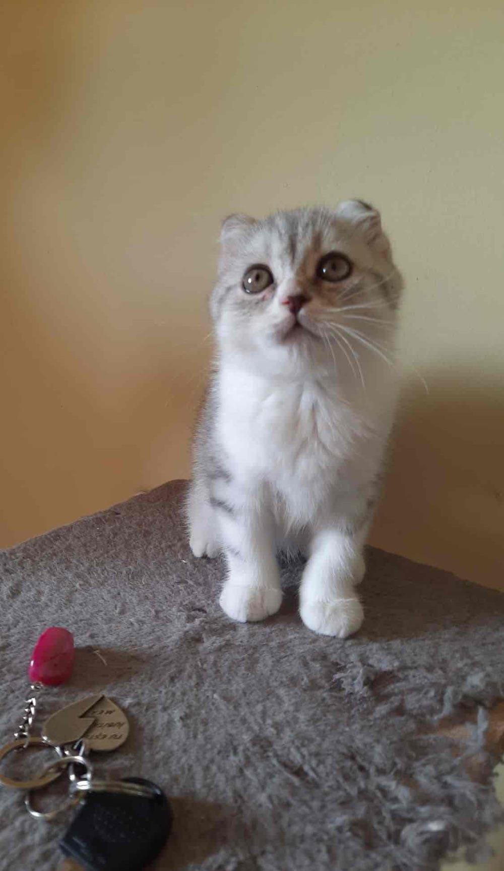 Scottish fold chinchilla