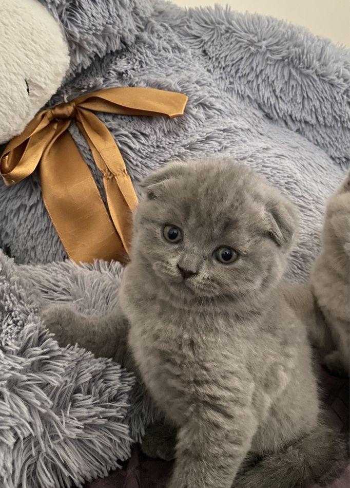Scottish fold, femela