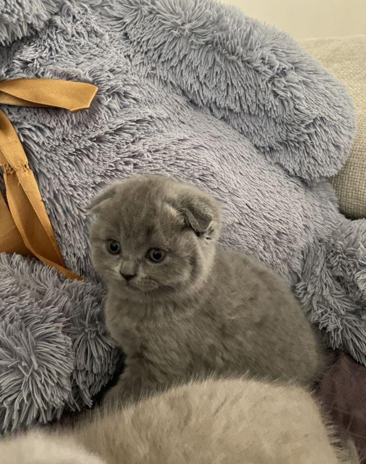 Scottish fold, femela