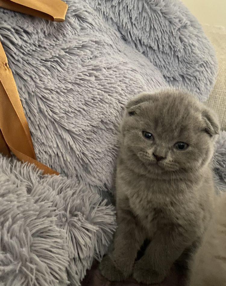 Scottish fold, femela