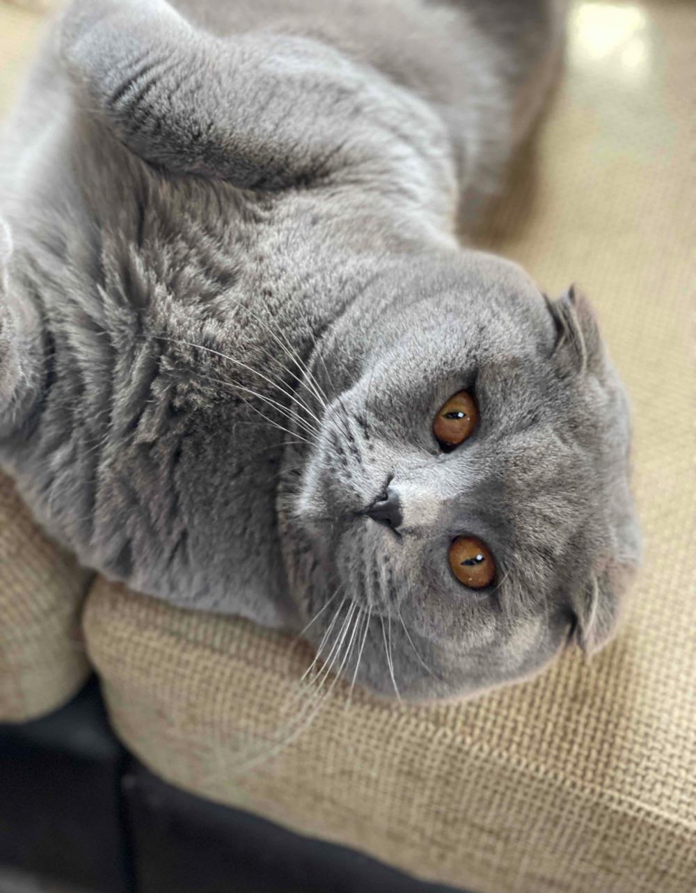 Scottish Fold Monta
