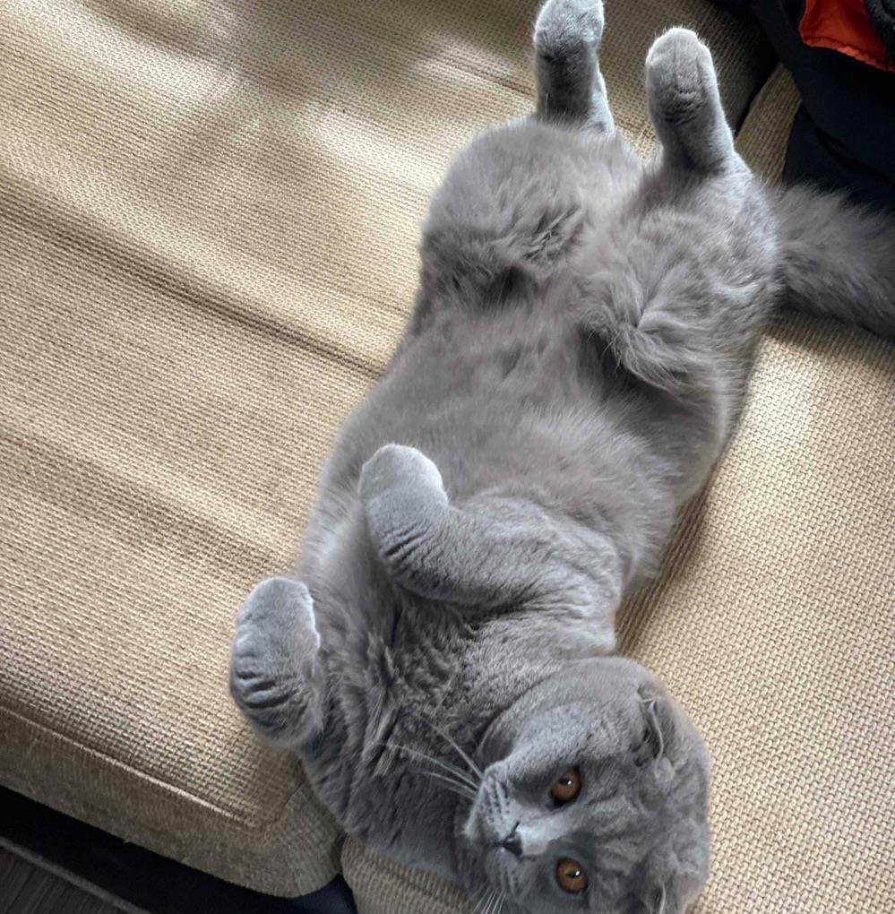 Scottish Fold Monta