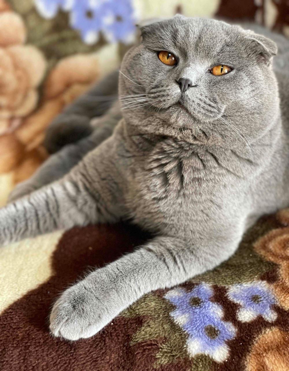 Scottish Fold Monta