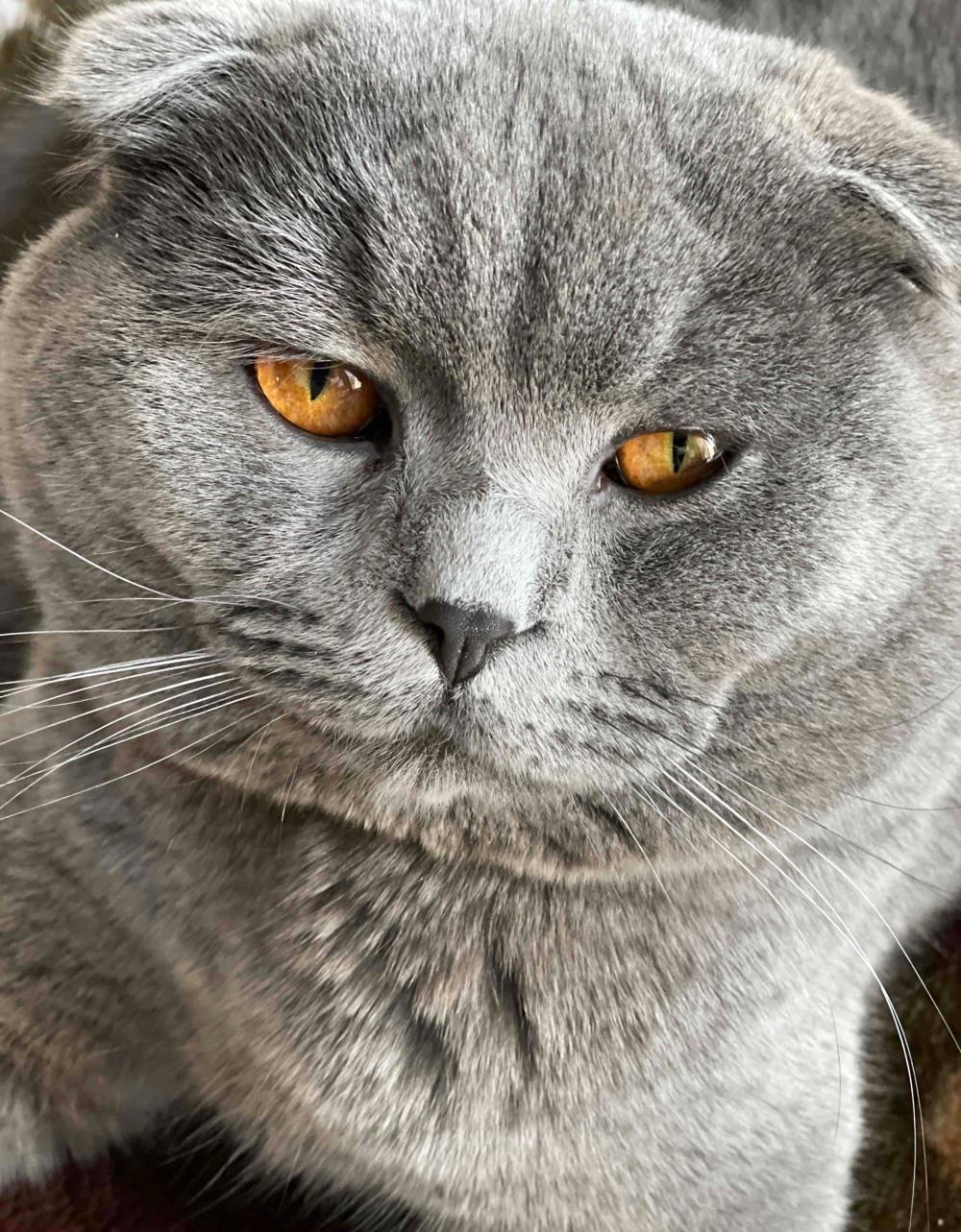 Scottish Fold Monta