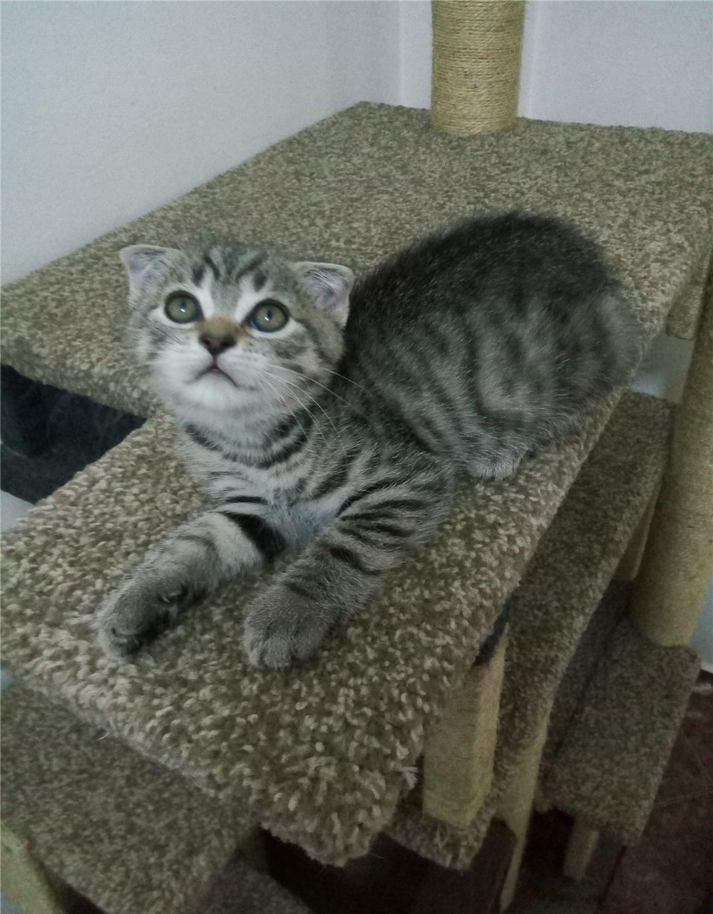 Scottish fold și british shorthair