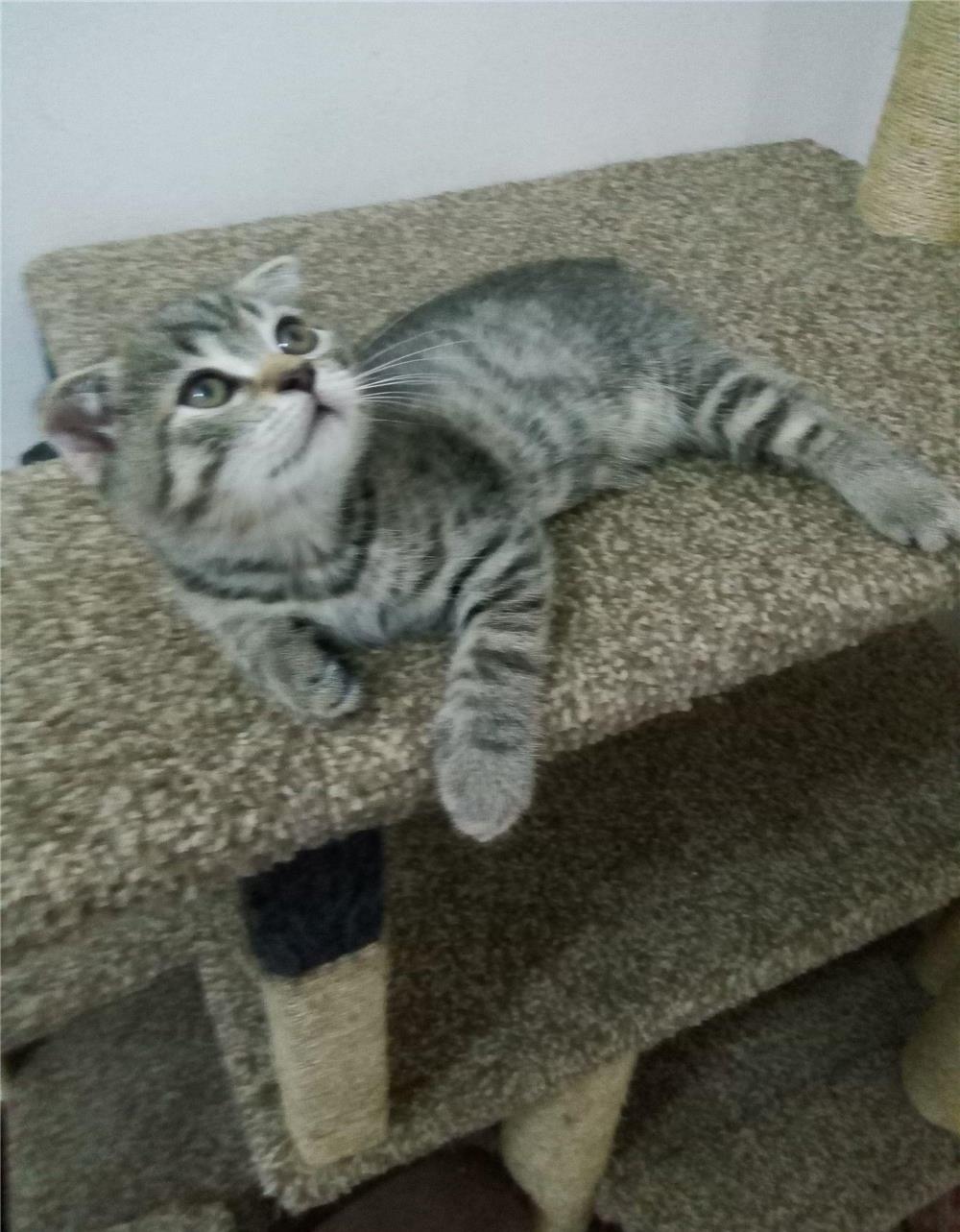 Scottish fold și british shorthair