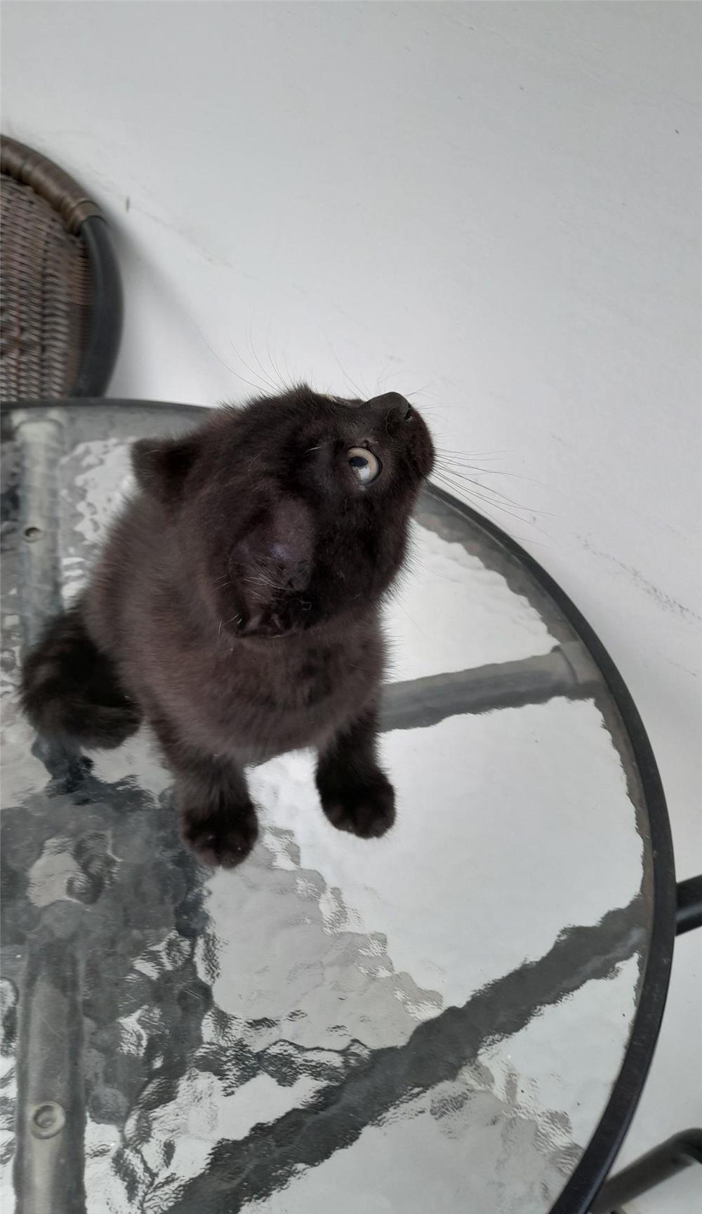 Scottish fold și british shorthair