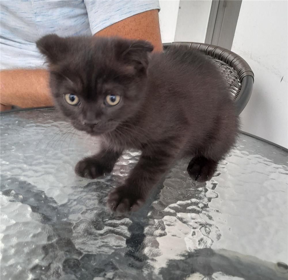 Scottish fold și british shorthair