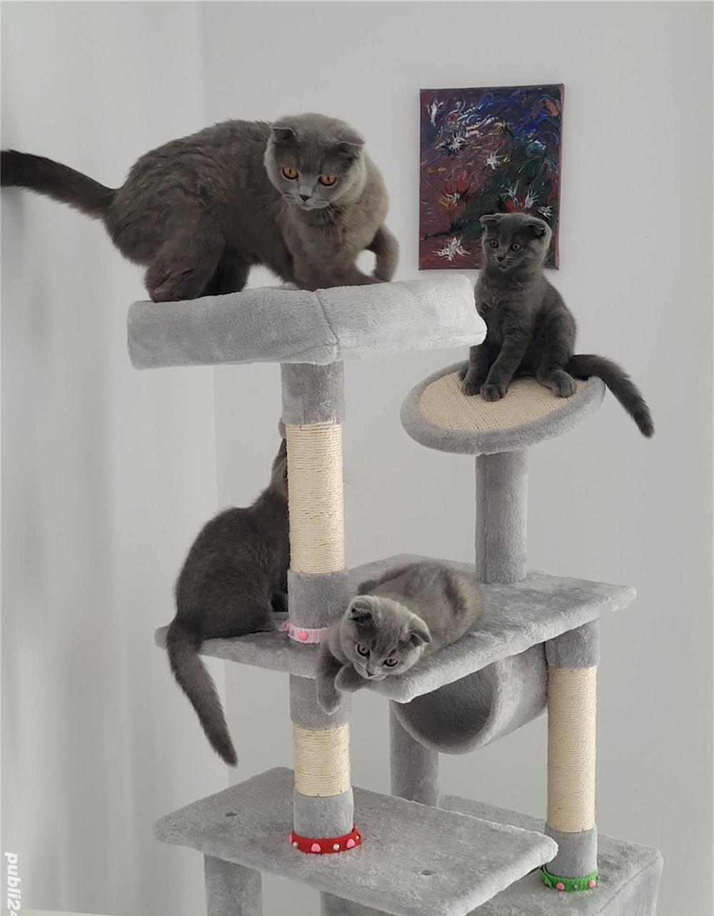 Scottish fold si straight