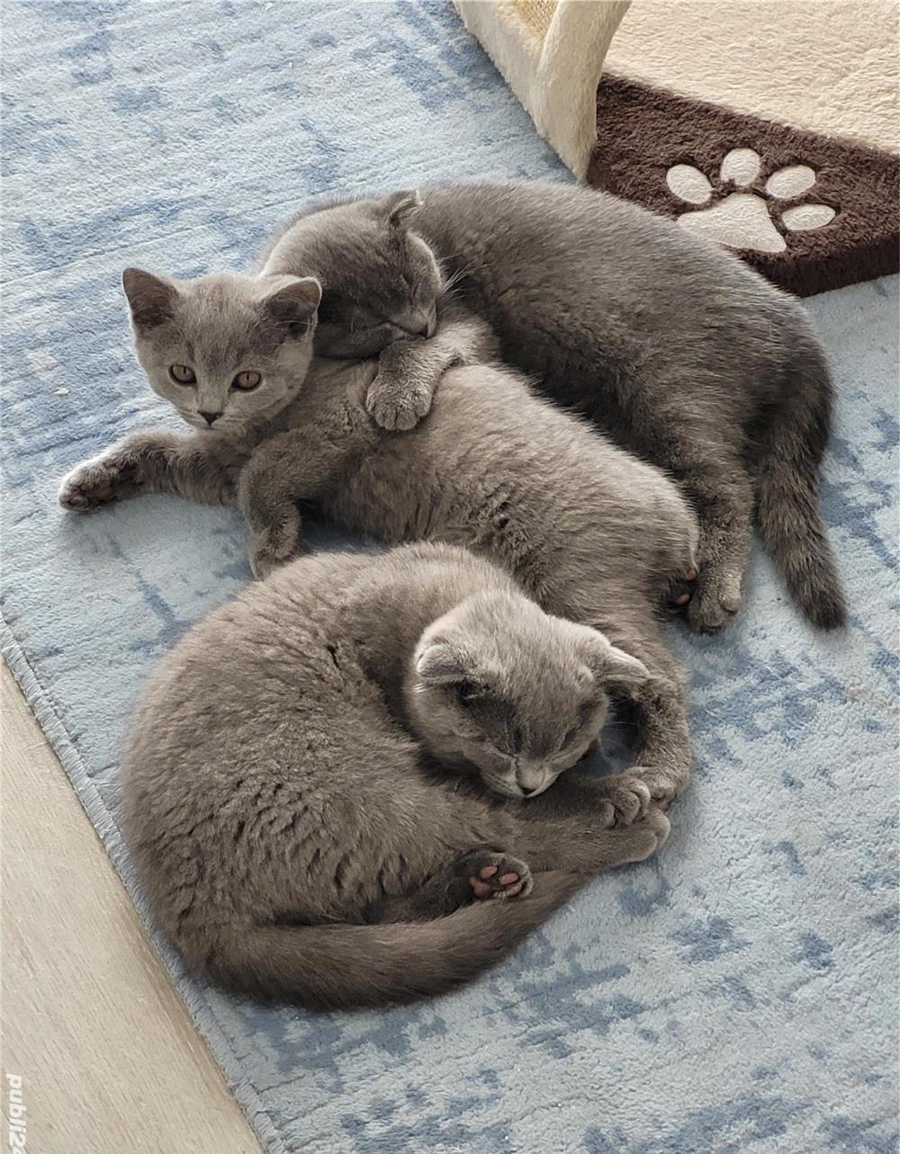 Scottish fold si straight
