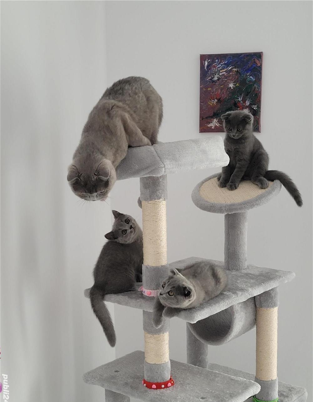 Scottish fold si straight