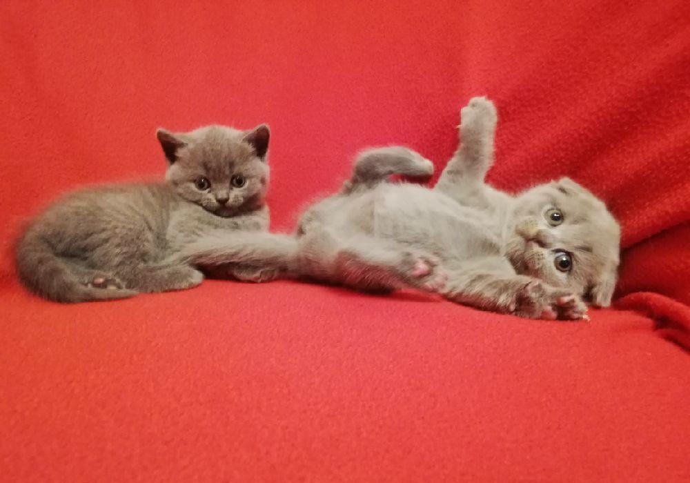 Scottish fold & streight