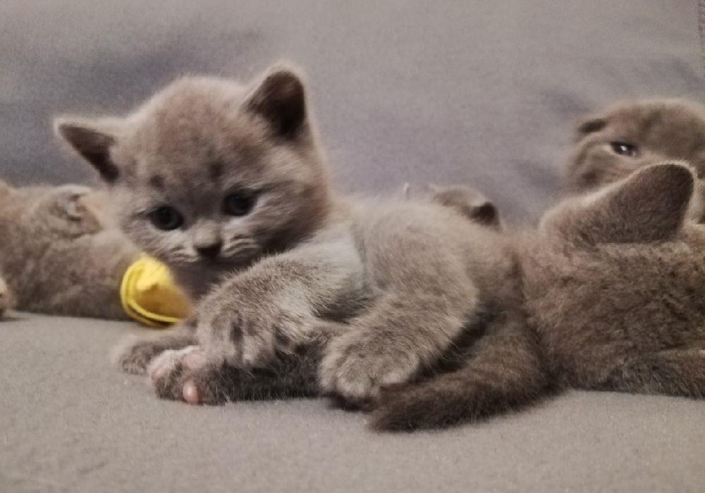 Scottish fold & streight
