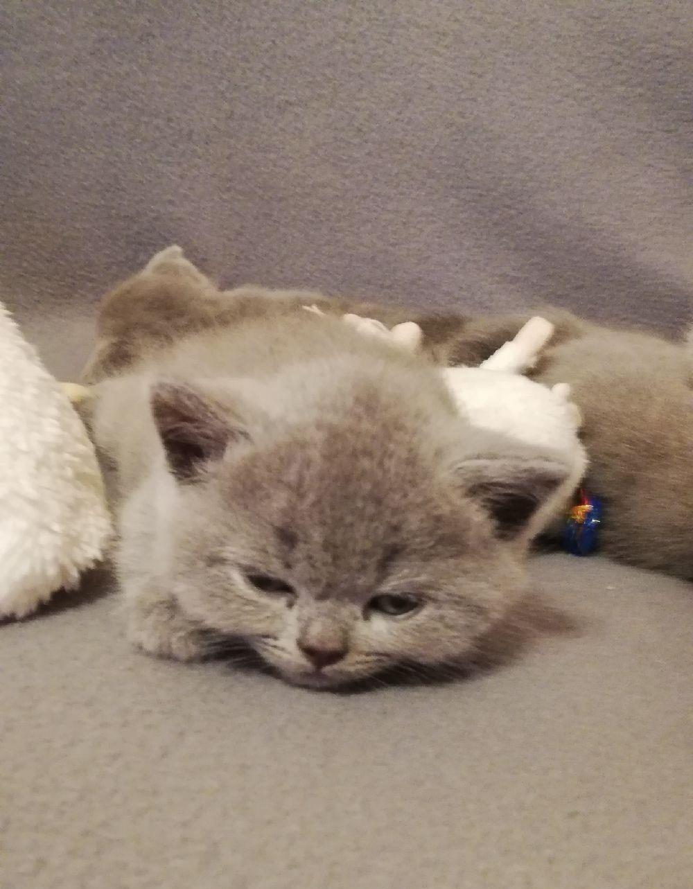 Scottish fold & streight