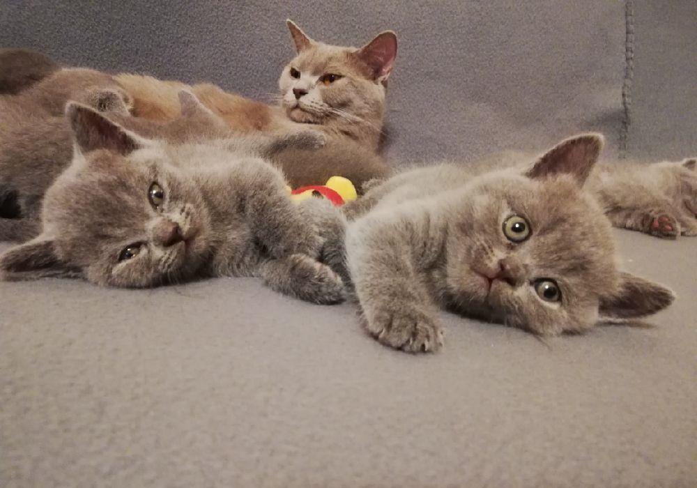 Scottish fold & streight