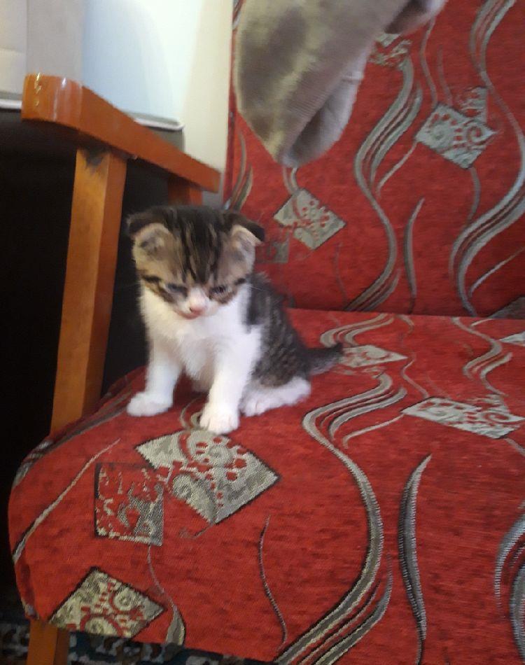 scottish fold,baietel asigur transport!