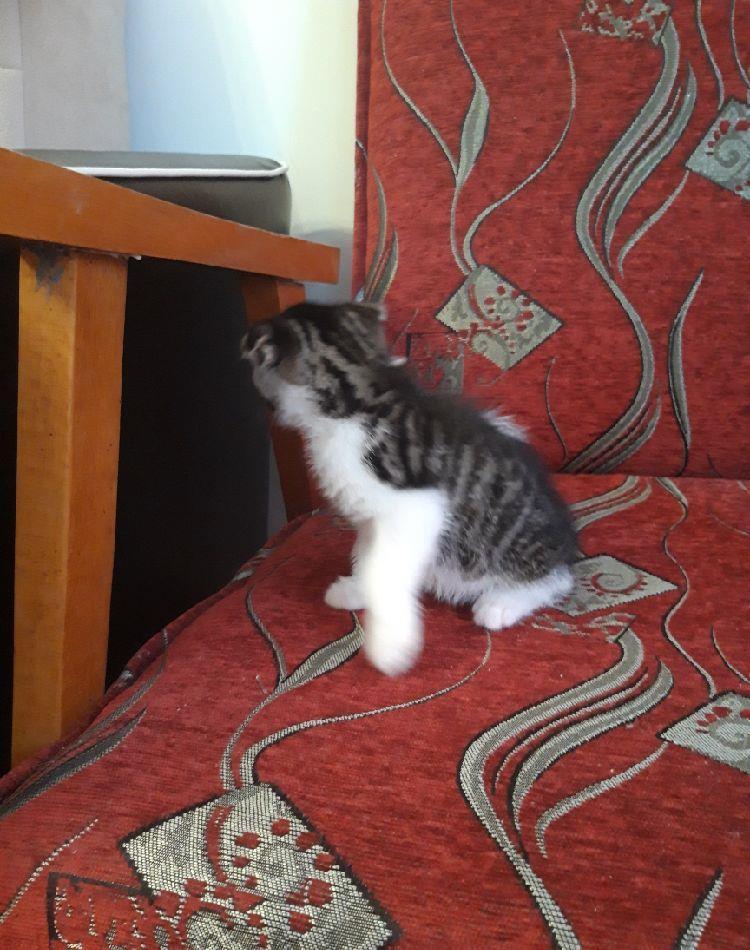 scottish fold,baietel asigur transport!