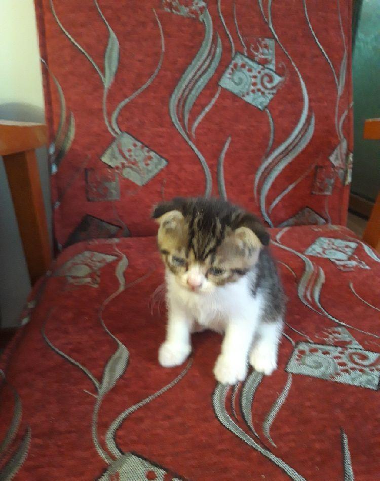 scottish fold,baietel asigur transport!