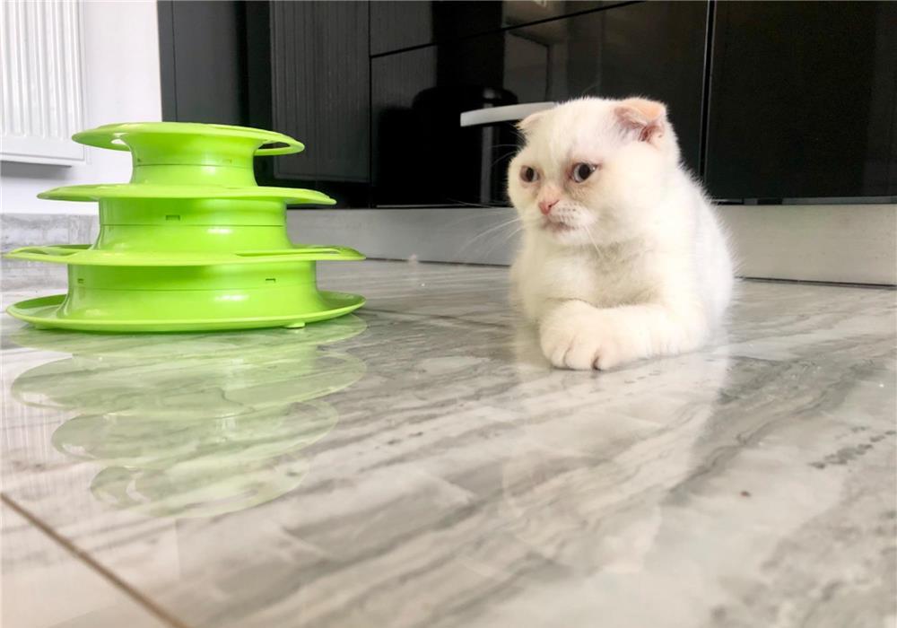 Scottish Fold/Scottish Straight white Fiv,Felv,Fcov parinti negative!