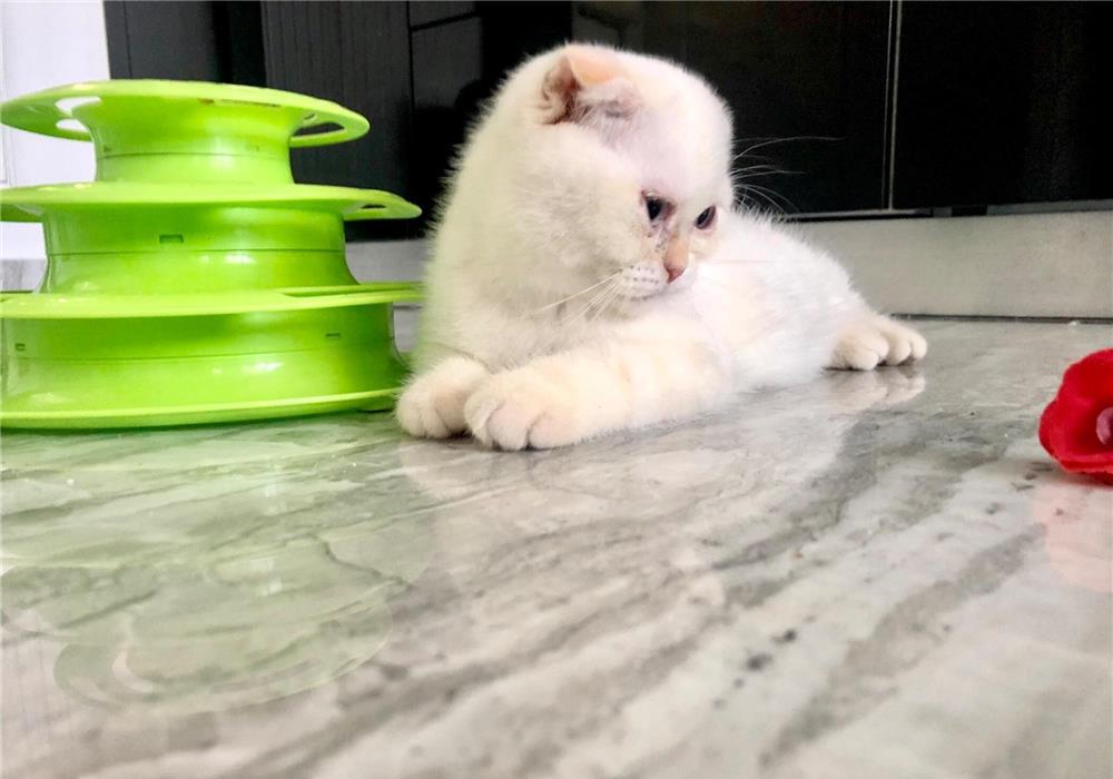 Scottish Fold/Scottish Straight white Fiv,Felv,Fcov parinti negative!