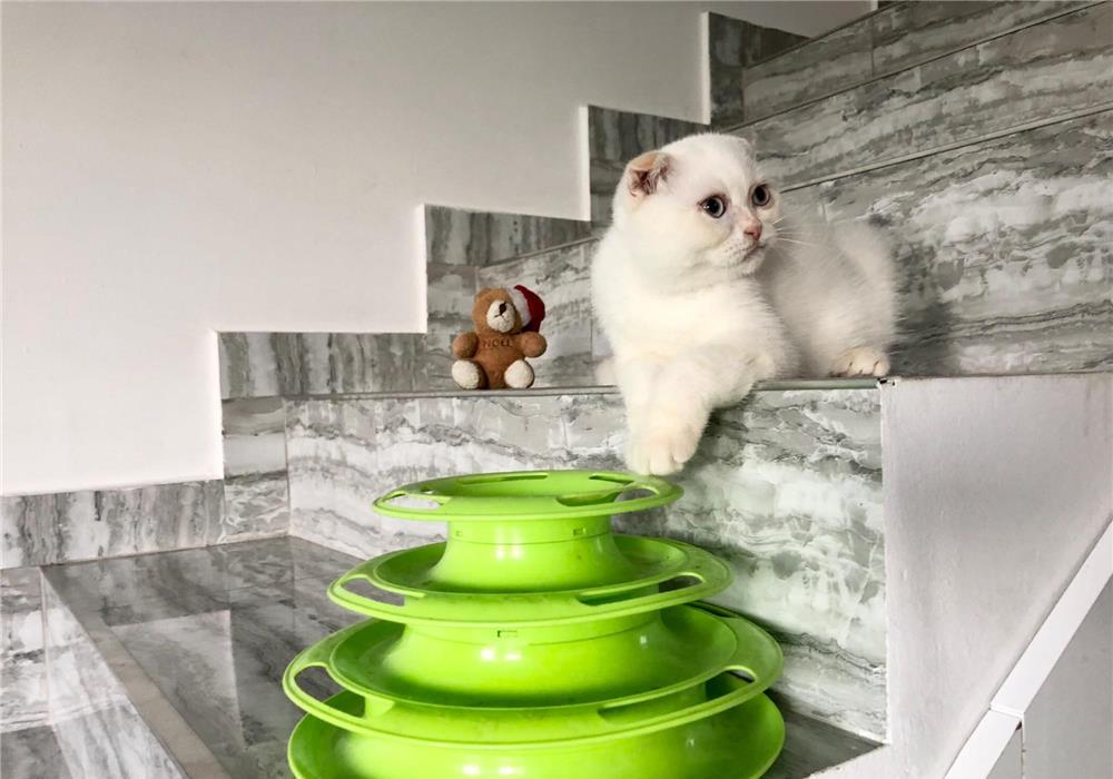 Scottish Fold/Scottish Straight white Fiv,Felv,Fcov parinti negative!