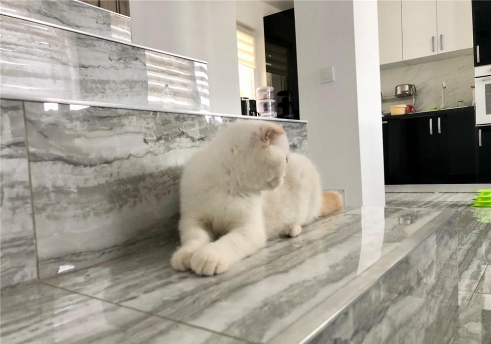 Scottish Fold/Scottish Straight white Fiv,Felv,Fcov parinti negative!