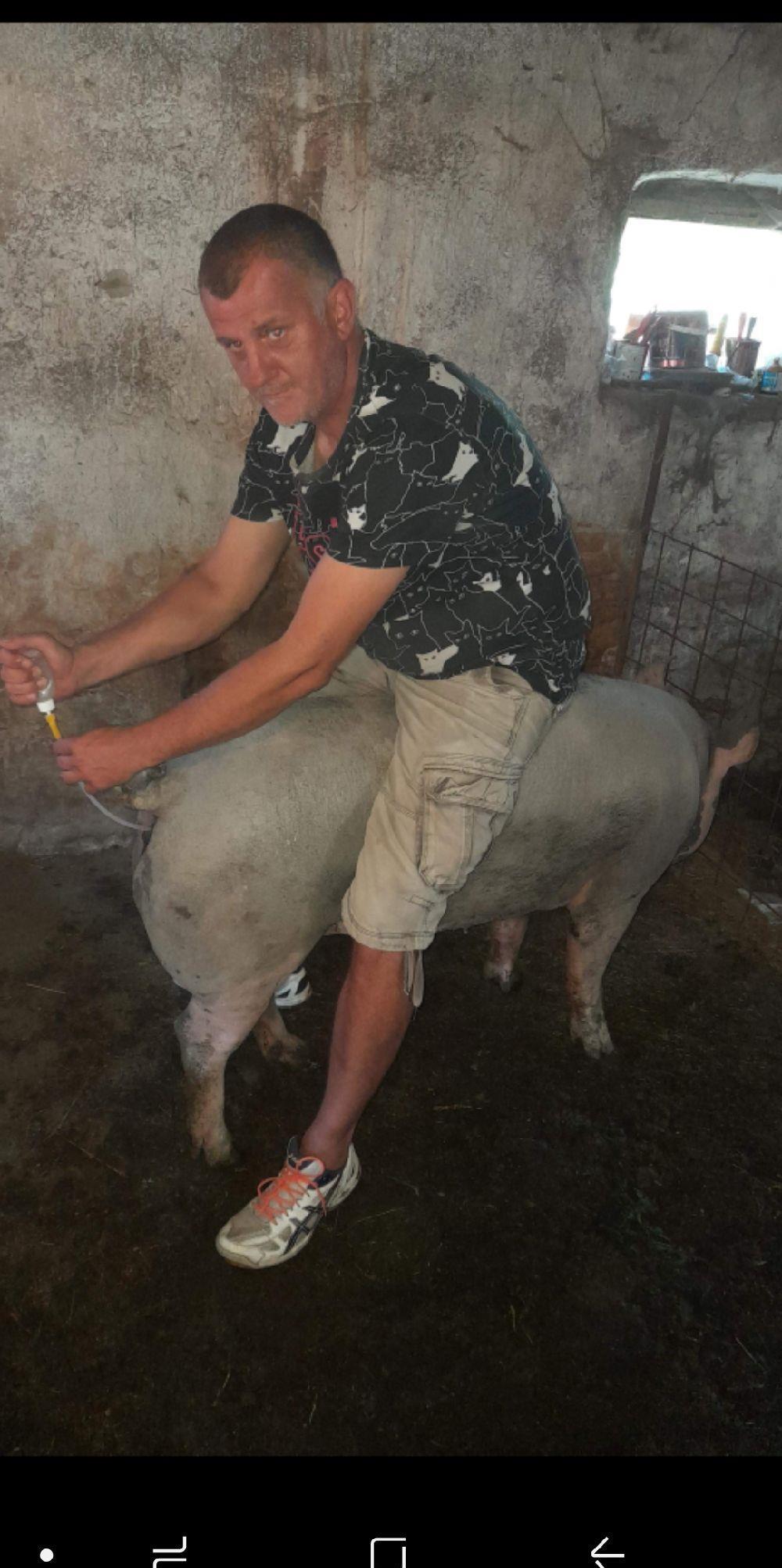 SCROAFĂ GESTANTĂ CU PIETRAIN PUR!!!