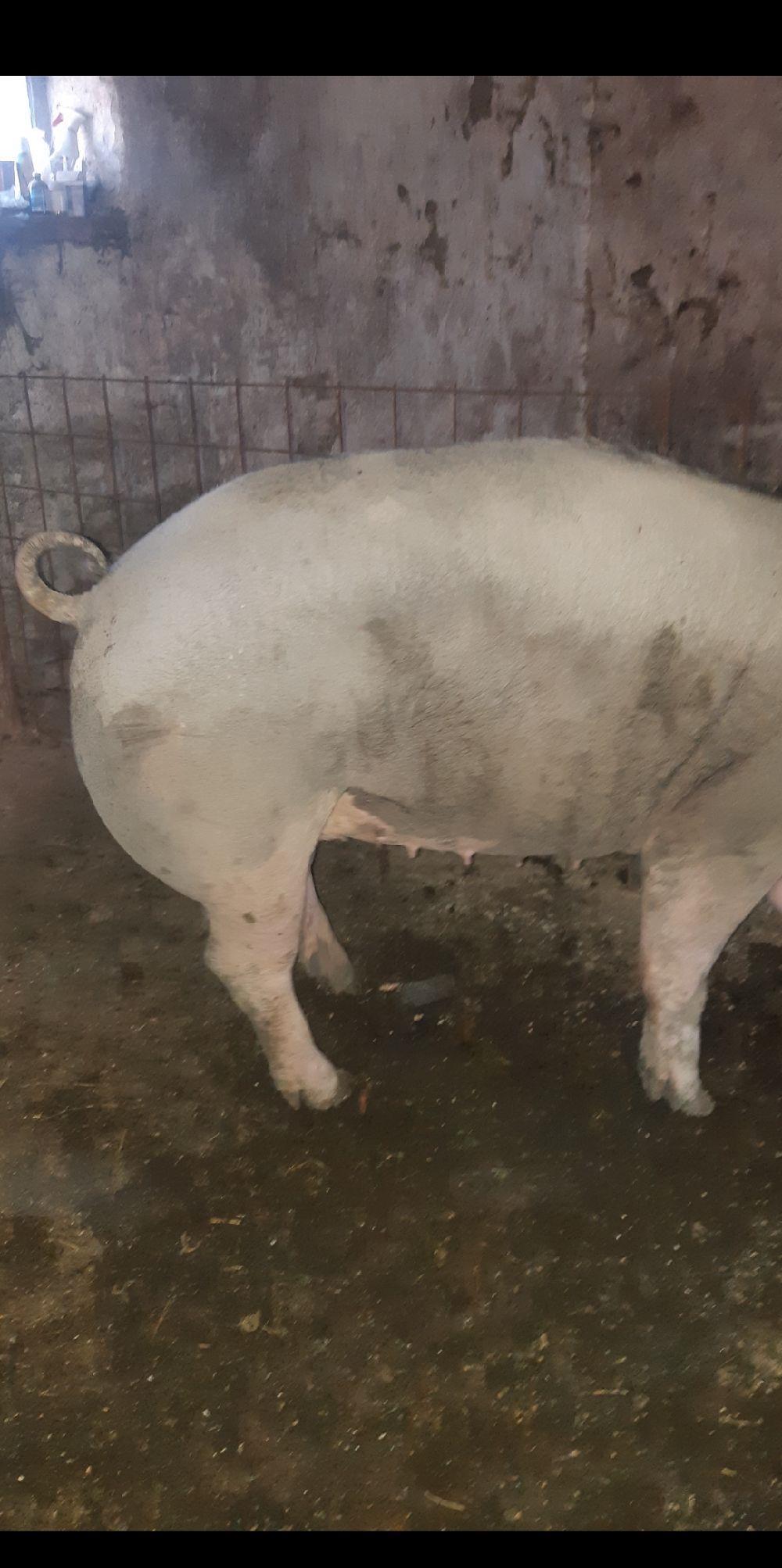 SCROAFĂ GESTANTĂ CU PIETRAIN PUR!!!